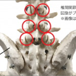 腰は回らない。〜野球における腰の怪我を防ぐためには〜