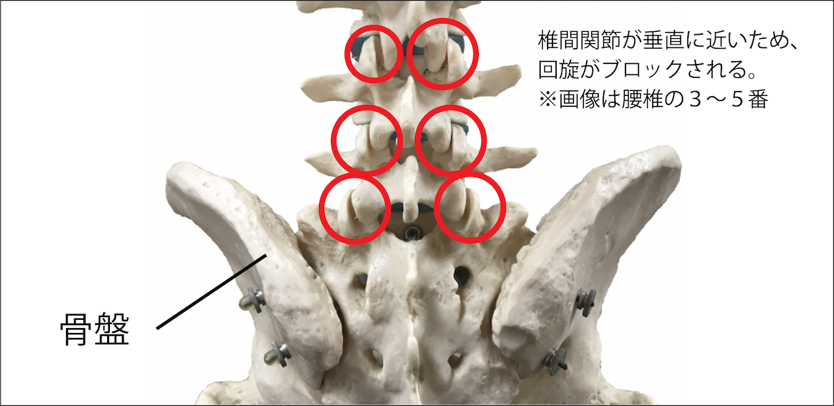 腰は回らない。〜野球における腰の怪我を防ぐためには〜